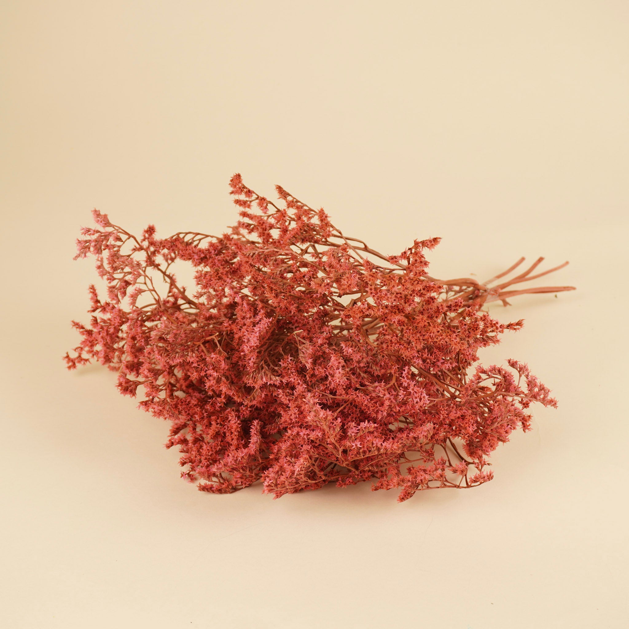 Trockenstatike Tatarica Pink