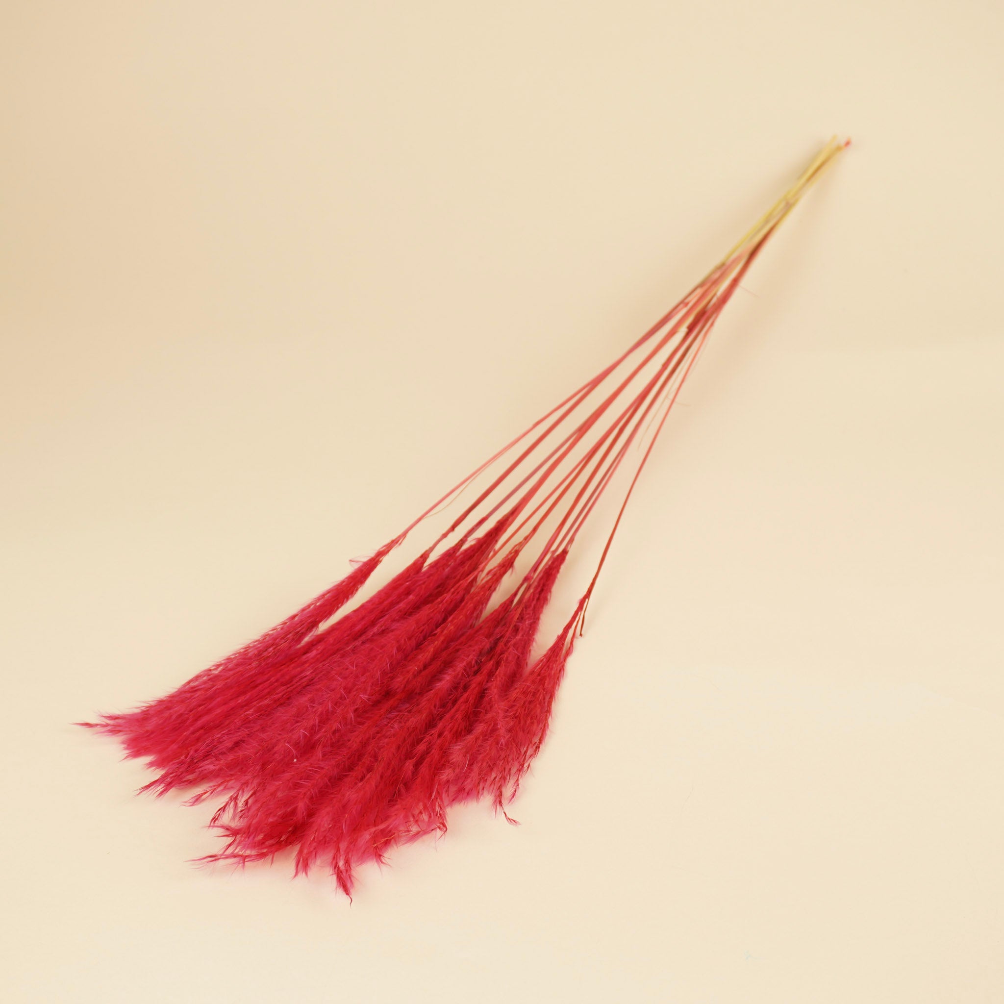 Getrocknete stipa feather cerise (pro Stück)