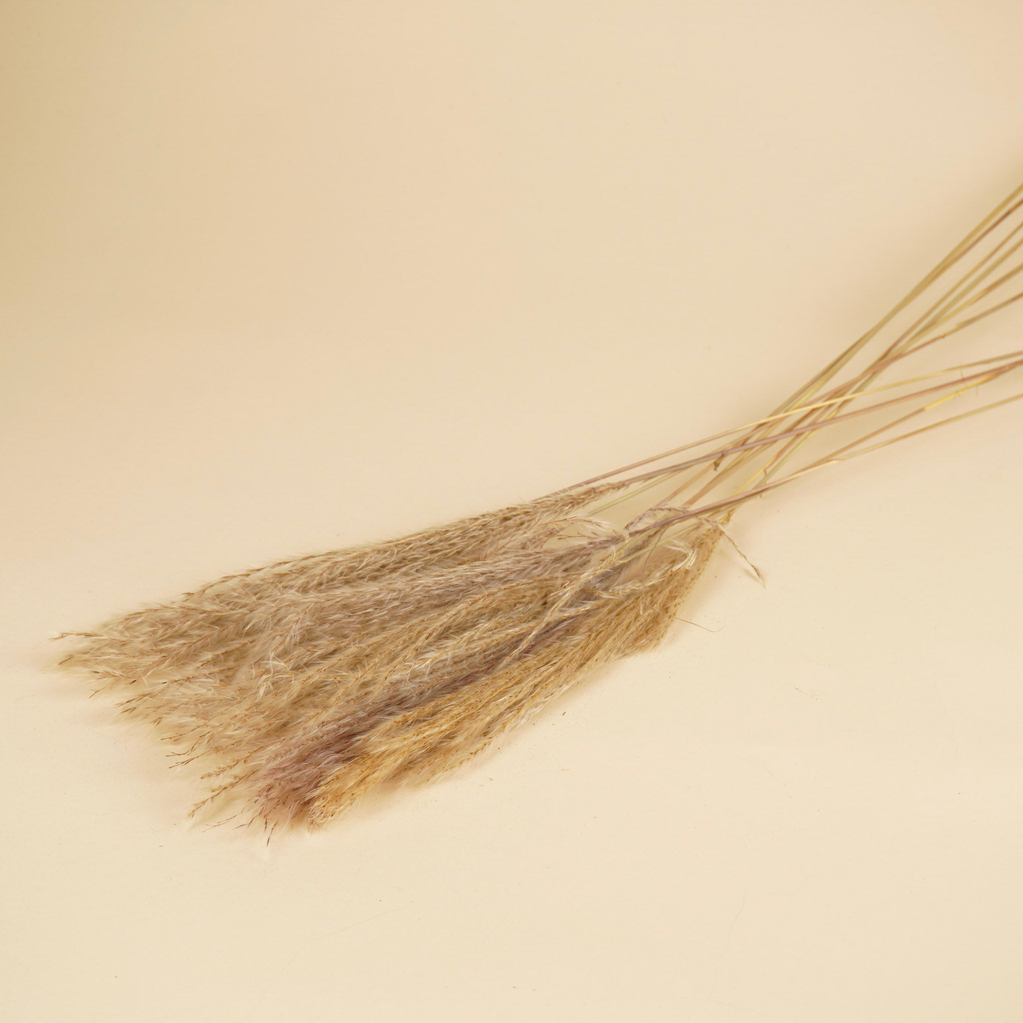 Getrocknete stipa feather Naturel (durch Feder)