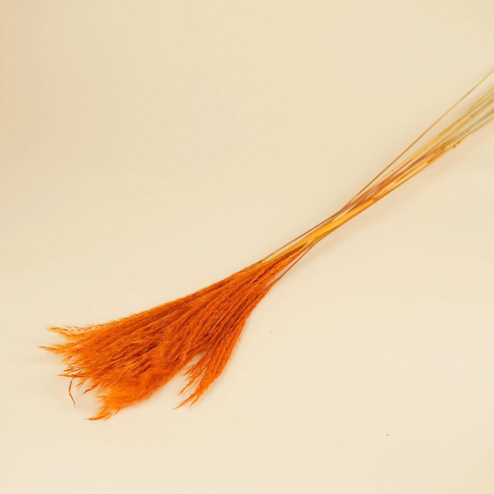 Getrocknete Stipa Federorange (pro Stück)