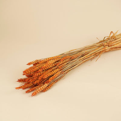 Getrocknete Weizenorange