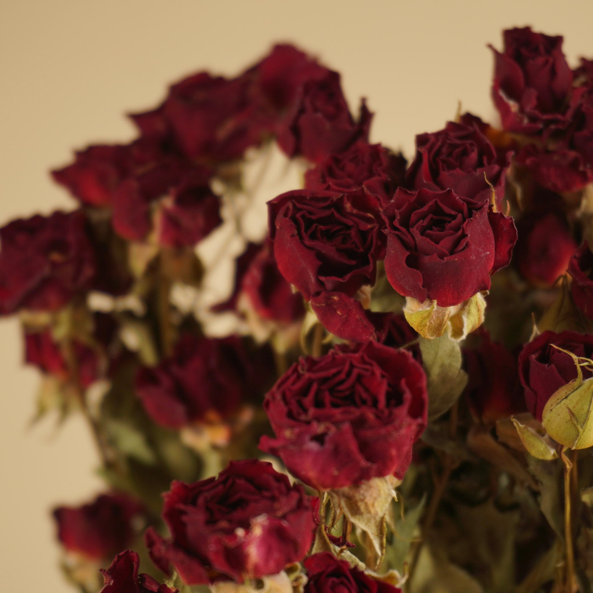 Getrocknete dunkelrote Rosen