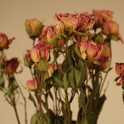 Getrockneter rosa Haufen