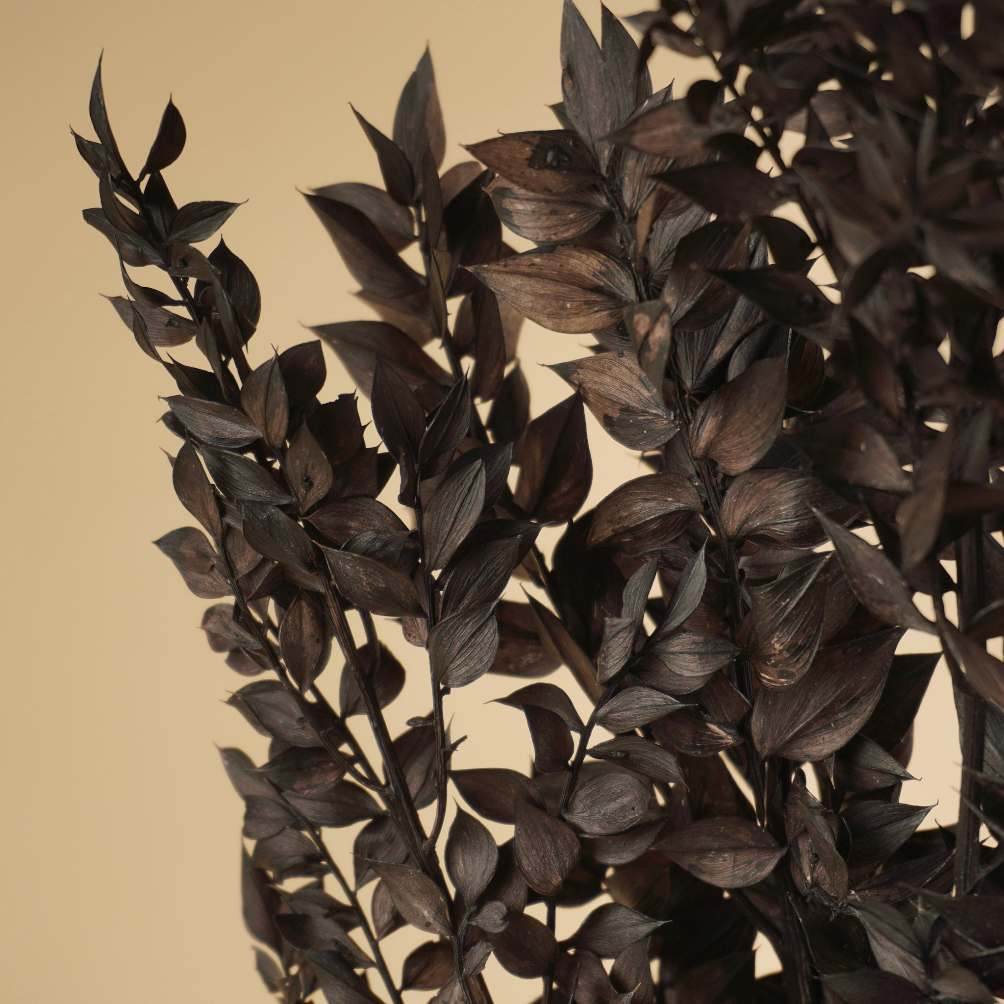 Ruscus Black erhalten