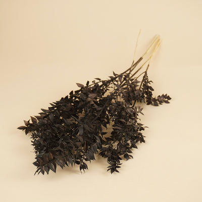Ruscus Black erhalten