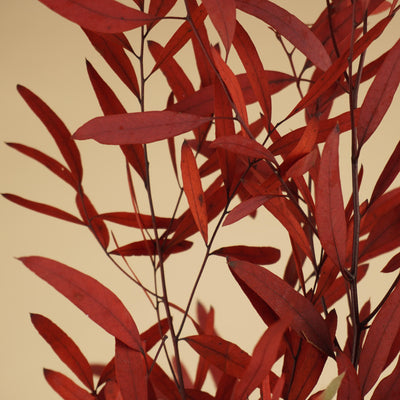 Eukalyptus Nicoly Red erhalten