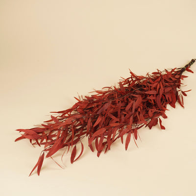Eukalyptus Nicoly Red erhalten