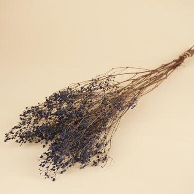 Gips Crain (Gypsophilie) blau getrocknet