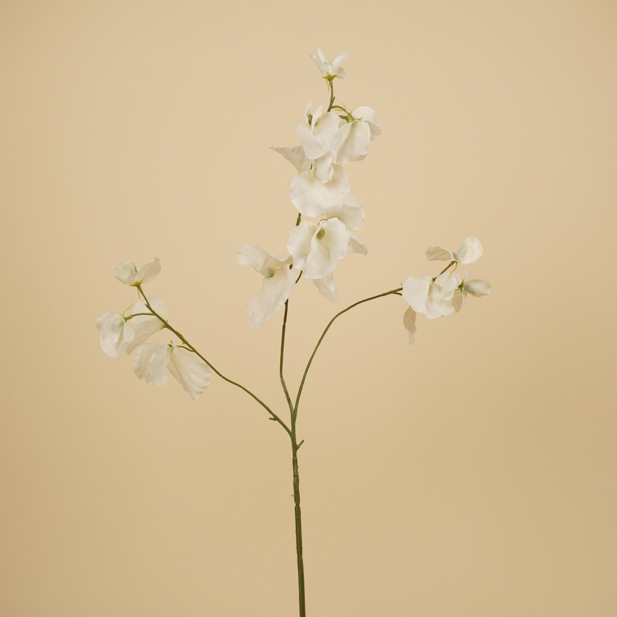 Zijde Lathyrus – Ivoor (75 cm)