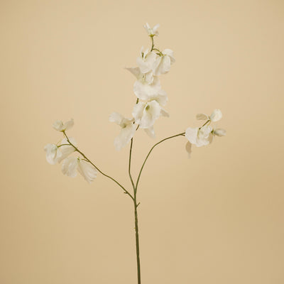 Zijde Lathyrus – Crème (75 cm)