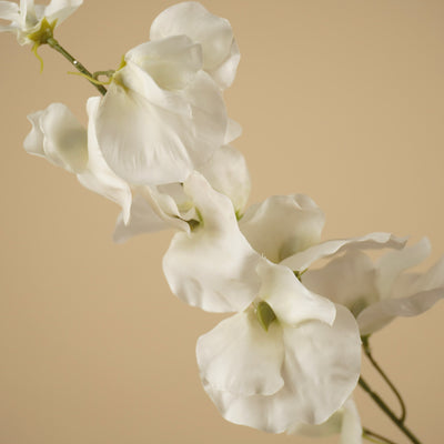 Zijde Lathyrus – Crème (75 cm)